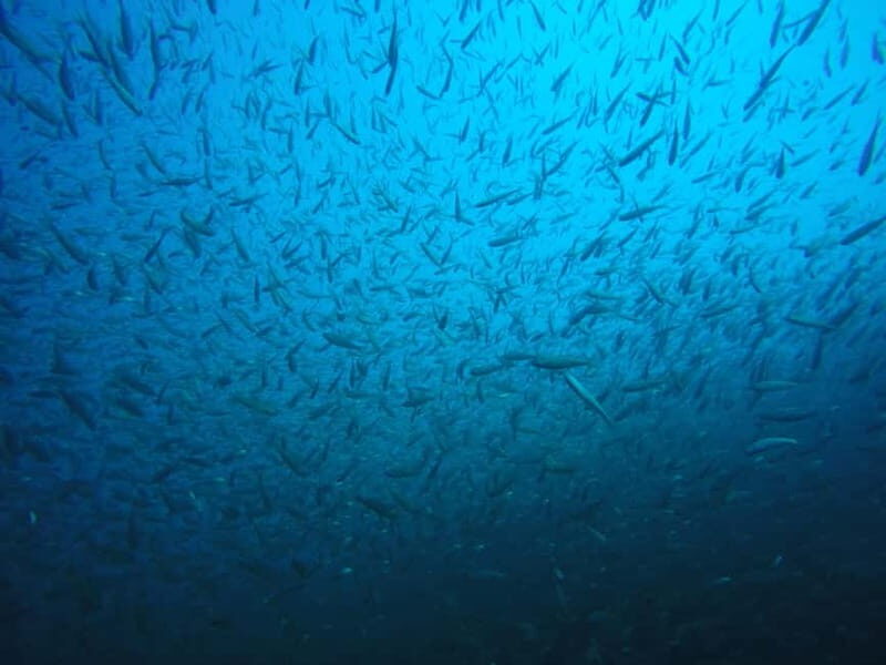 Lake Ohrid: Try Diving at the Bay of the Bones - Who Will Love This Experience?