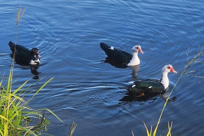 Lake Osborne Gator Watch Tour - Frequently Asked Questions