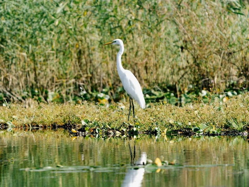 Lake Skadar: Early-morning Birdwatching and Photography Tour - Lake Skadar: Early-morning Birdwatching and Photography Tour