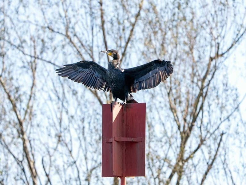 Lake Skadar: Early-morning Birdwatching and Photography Tour - Pricing and What You Get