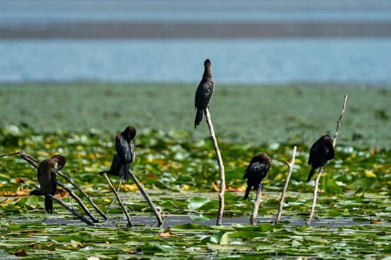 Lake Skadar: Early-morning Birdwatching and Photography Tour - Weather Considerations