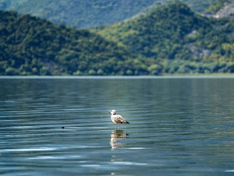 Lake Skadar: Early-morning Birdwatching and Photography Tour - FAQs