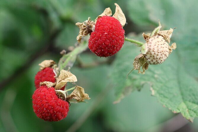 Lake Superior North Shore Self-Guided Audio Driving Tour - Frequently Asked Questions