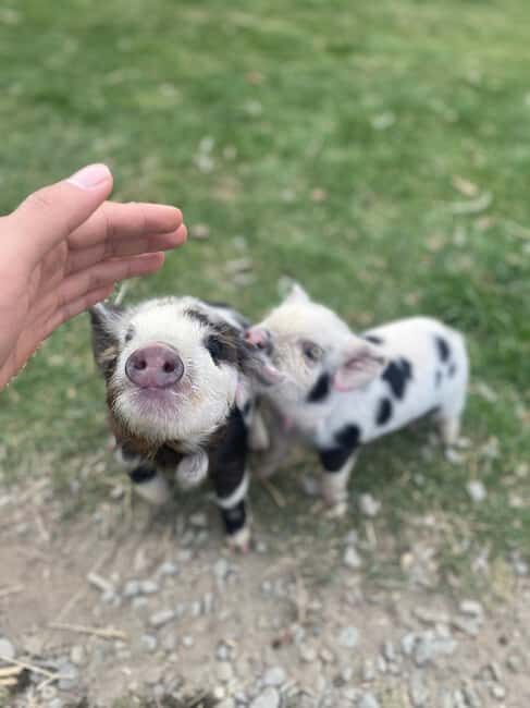 Lake Tekapo High Country Farm Tour (Carbon Positive) - A Deep Dive into the Lake Tekapo High Country Farm Tour