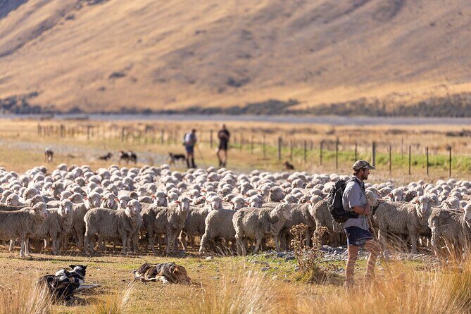 Lake Tekapo Scenic Wilderness Cass Valley Tour - FAQ