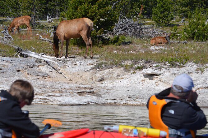 Lake Yellowstone Half Day Kayak Tours Past Geothermal Features - Who Will Love This Tour?