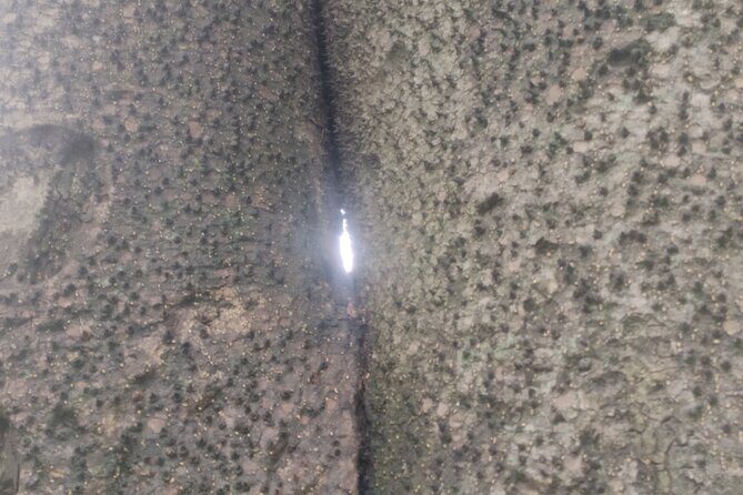 Lalbagh Botanical Garden Early Morning Walk + Breakfast at MTR - FAQs