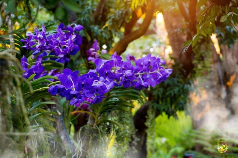 Lalita Cafe & Chiang Rai Temple(White+Blue) from Chiangmai - Who Will Love This Tour?