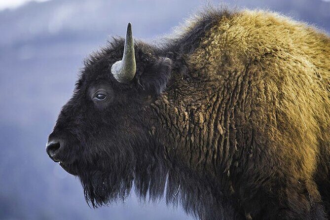 Lamar River Valley Day Hike Tour - FAQ