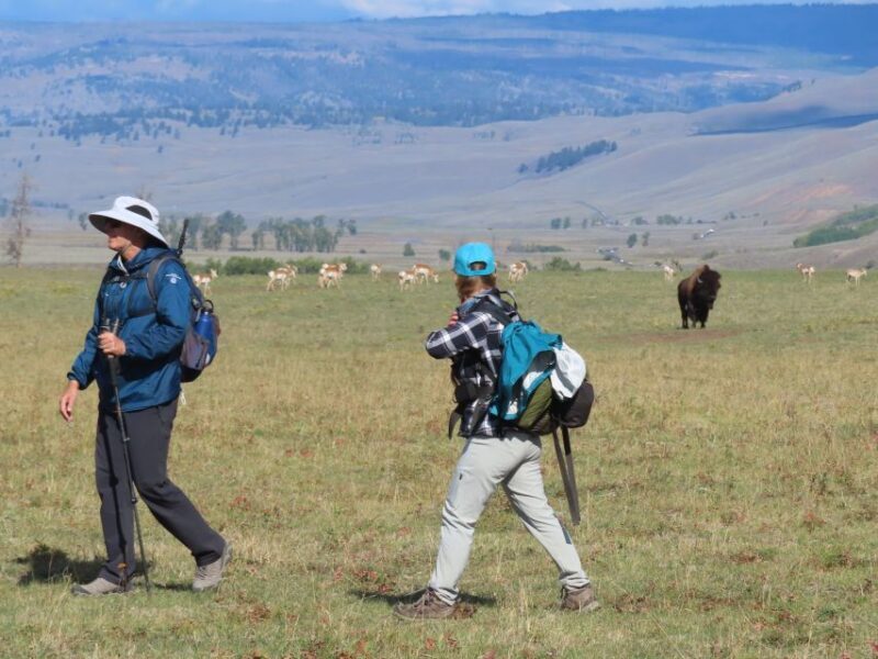 Lamar Valley: Safari Hiking Tour with Lunch - A Detailed Look at the Lamar Valley Safari Hike