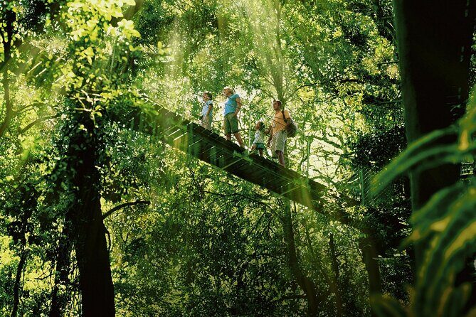 Lamington National Park, O'Reilly's & Vineyard Tour - A Deep Dive into the Tour Experience