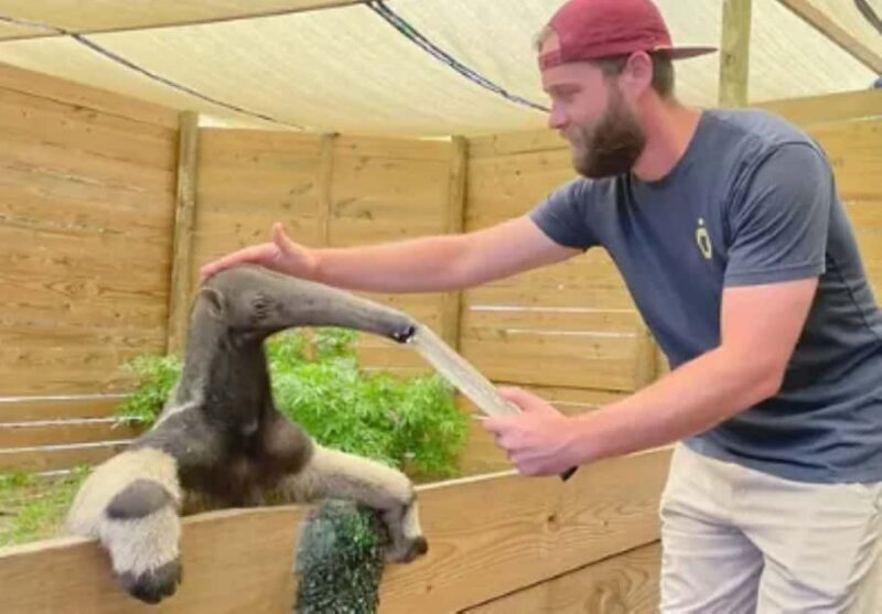 Lamont: Anteater Encounter at North Florida Wildlife Center - Key Points