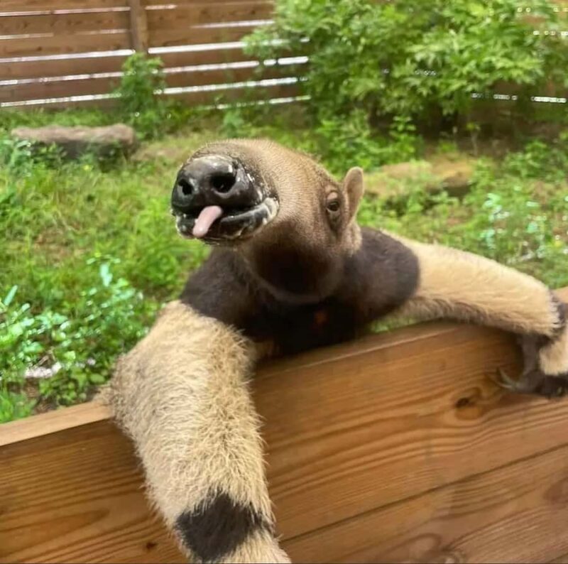 Lamont: Anteater Encounter at North Florida Wildlife Center - An In-Depth Look at the Anteater Encounter Experience