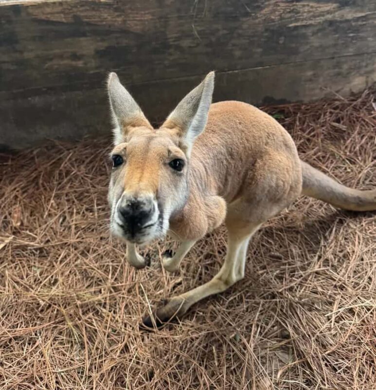 Lamont: Kangaroo Encounter at North Florida Wildlife Center - Key Points