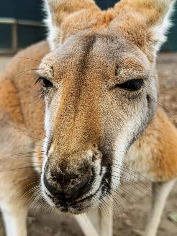 Lamont: Kangaroo Encounter at North Florida Wildlife Center - Final Thoughts