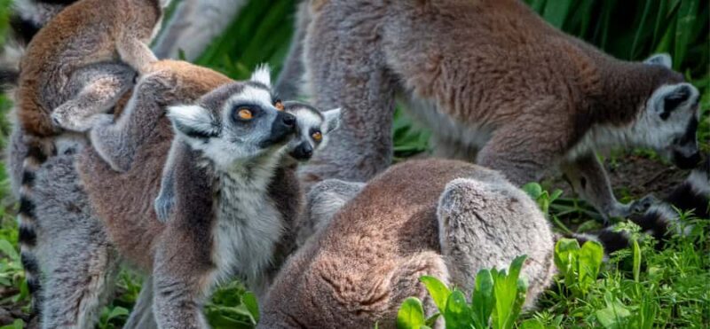 Lamont: North Florida Wildlife Center Guided Tour - Key Points