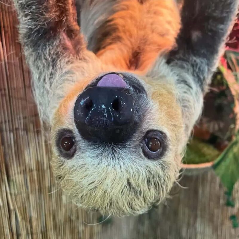 Lamont: Sloth Encounter at North Florida Wildlife Center - Key Points