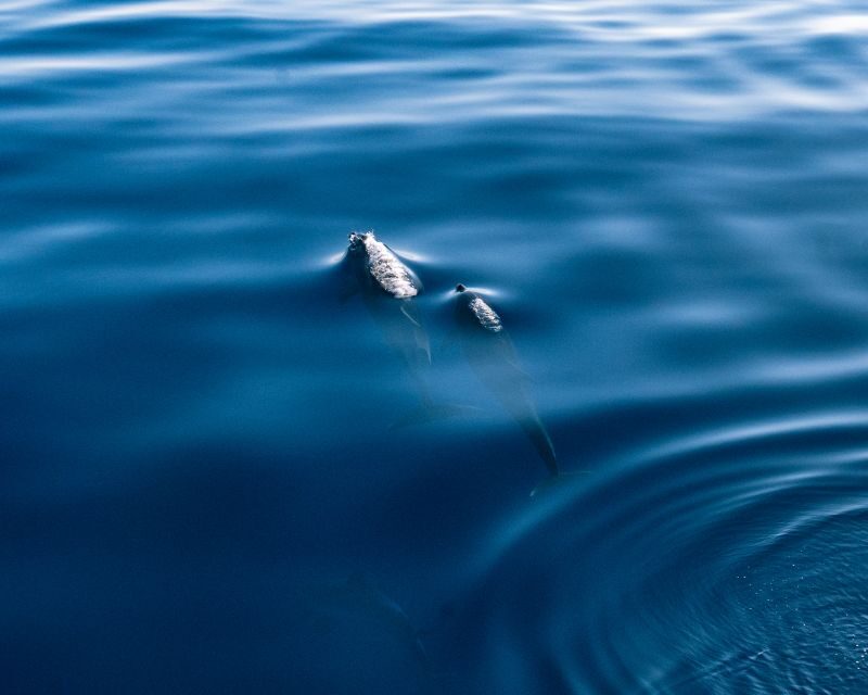Lampedusa: Sunset Dolphin Sighting on a Pirate Ship - FAQ