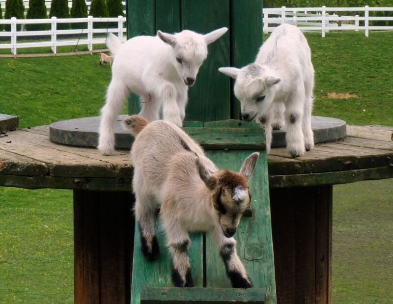 Lancaster County: Amish Farmlands, Museum Tour, Farm Visit - Who Should Consider This Tour?