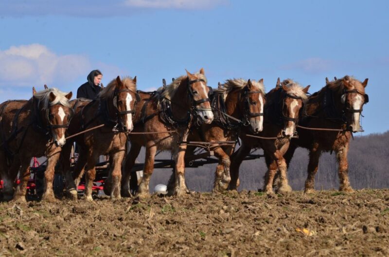Lancaster County: Amish Farmlands, Museum Tour, Farm Visit - FAQ
