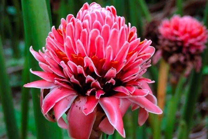 Lancetilla Botanical Garden from San Pedro Sula - Key Points