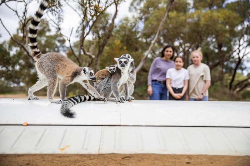 Land of the Lemurs Experience & a Day at Monarto Safari Park - An In-Depth Look at the Land of the Lemurs Experience