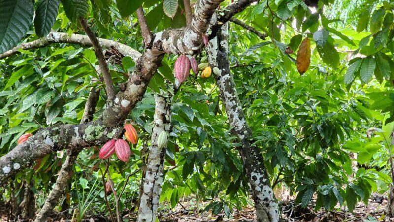 "Land & People" Individual Full Day Tour - from/to Bávaro/Punta Cana - Key Points