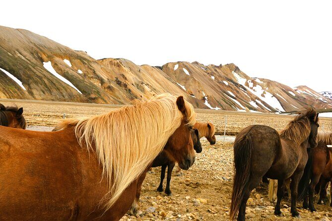 Landmannalaugar Hiking, Hot-Springs & Haifoss Waterfall tour - Key Points