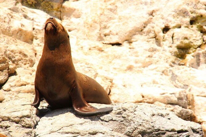 Land's End Sightseeing Boat Tour in Los Cabos - FAQ