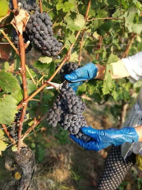 Langhe: grape seasons. Winery and vineyard tour with tasting - Key Points
