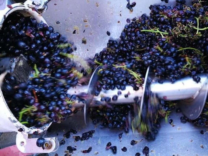 Langhe: grape seasons. Winery and vineyard tour with tasting - A Full Breakdown of the Langhe Vineyard Tour Experience