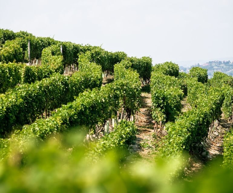 Langhe & Monferrato: Vineyard Tour and Wine Tasting - Final Thoughts: Who Should Consider This Experience?