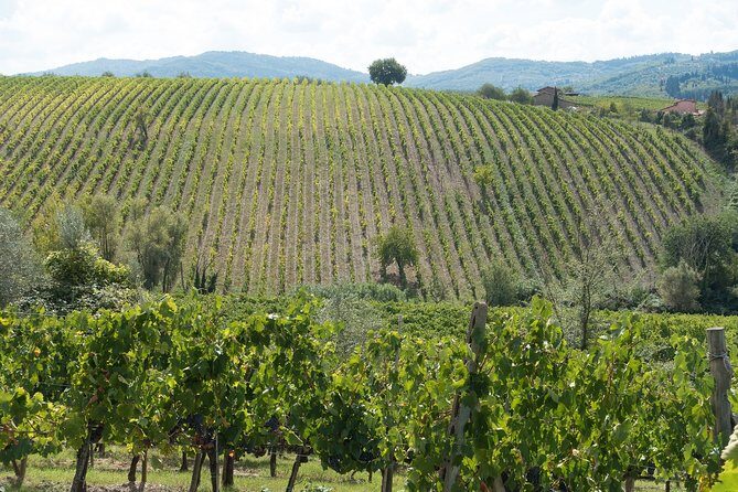 Langhe (Piedmont): Wine Tasting Experience - Key Points