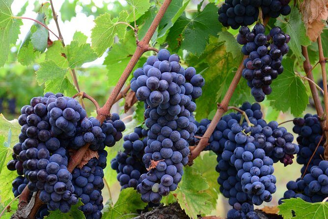 Langhe (Piedmont): Wine Tasting Experience - FAQ: Your Questions About the Langhe Wine Tasting Tour