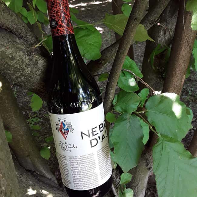 Langhe: Visit to the Vineyard and Historic Cellars with Tasting - Key Points