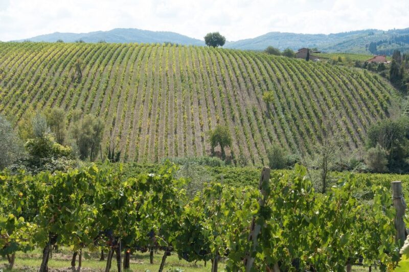 Langhe: Winery Tour and Wine Tasting - The Tasting: Four Wines, One Memorable Experience