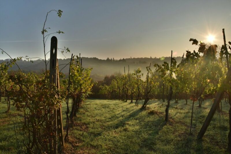 Langhe: Winery Tour and Wine Tasting - Price and Value