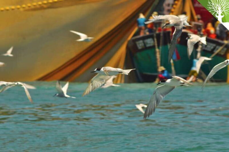 Langkawi: 6-Hour Kilim Mangrove Boat Tour w/ Lunch & Pickup - Experience Overview: Langkawis Mangrove Wonders in a 6-Hour Tour