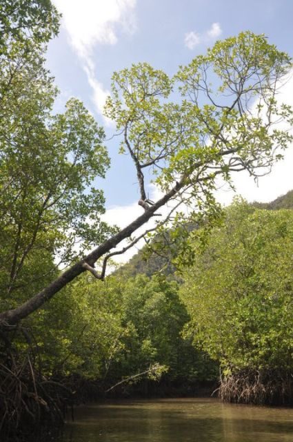 Langkawi: 6-Hour Kilim Mangrove Boat Tour w/ Lunch & Pickup - Frequently Asked Questions