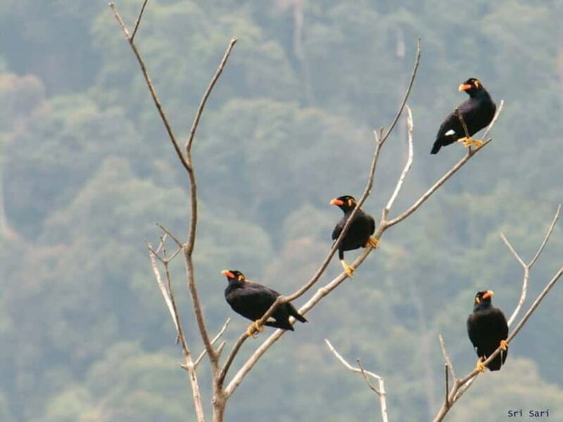 Langkawi: Half Day Birdwatching Tour - In-Depth Look at the Langkawi Birdwatching Tour