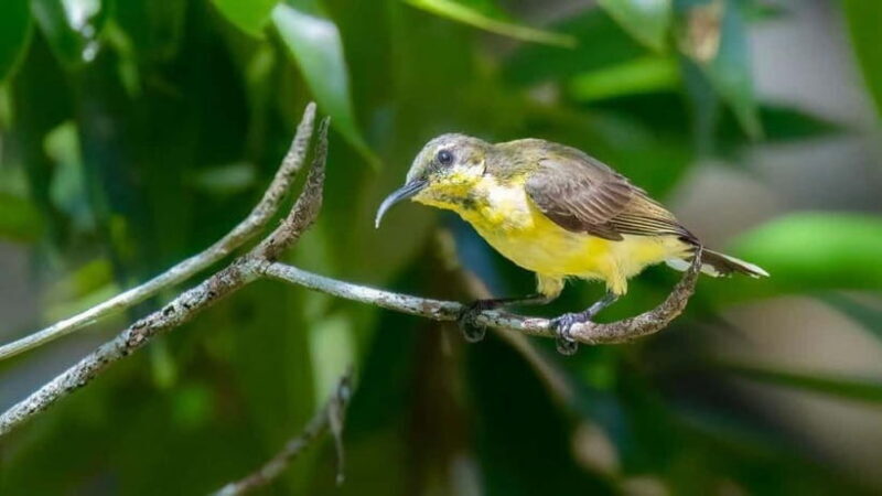 Langkawi: Half Day Birdwatching Tour - Who Should Consider This Tour?