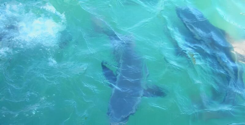 Langkawi: Island Hopping Shared or Private Boat Options - Who Will Enjoy This Tour?