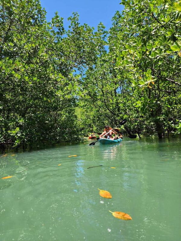 Langkawi : Kilim Geoforest Mangrove Kayak Tour with Lunch - Practical Details: What to Expect and How to Prepare