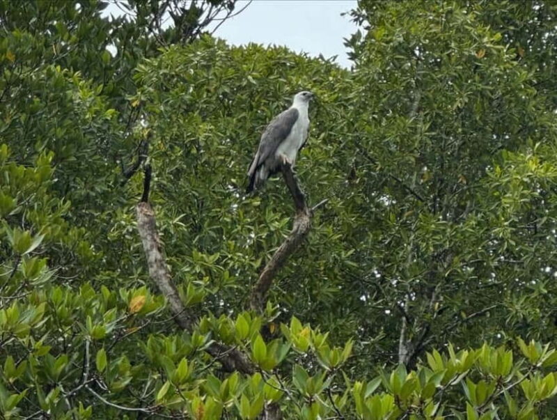 Langkawi: Kilim Geoforest River Cruise with Local Food Tour - Overall Experience and Value