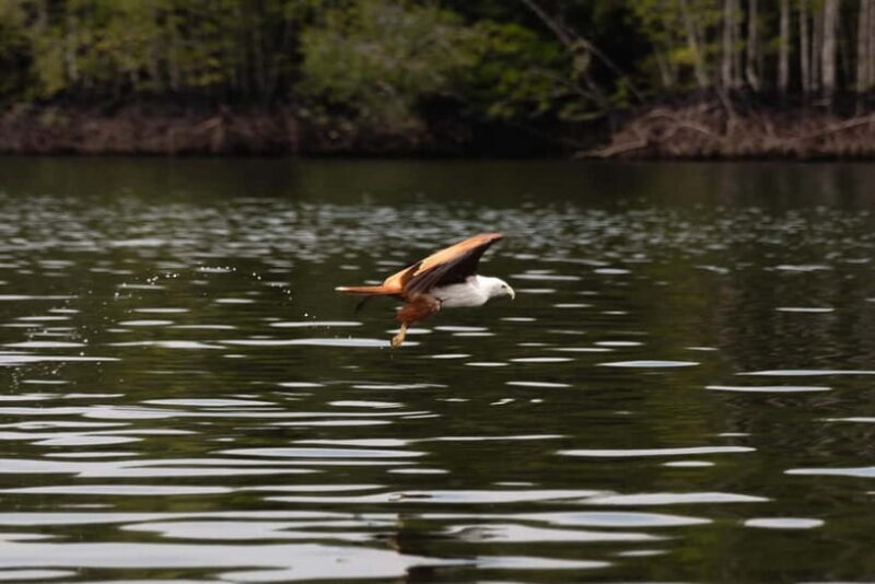 Langkawi: Kilim Geopark Mangrove Tour with Eagle Watching - A Closer Look at the Kilim Geopark Mangrove Tour Experience