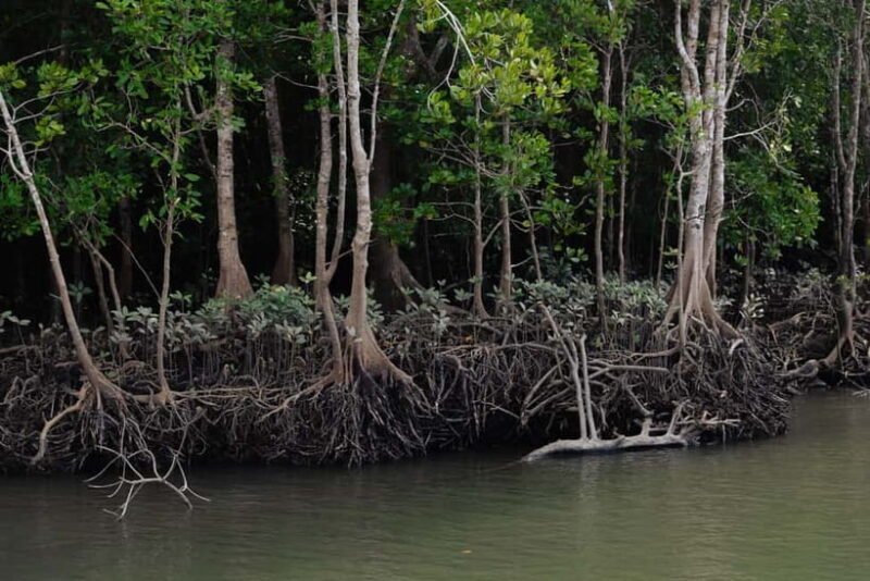 Langkawi: Kilim Geopark Mangrove Tour with Eagle Watching - Final Thoughts: Is It Worth It?