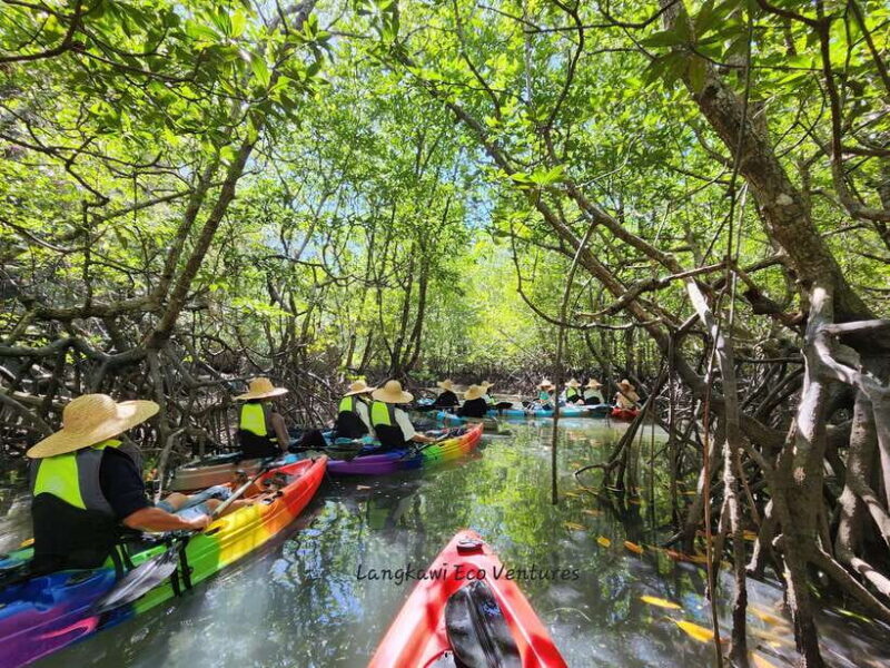 Langkawi : Kilim Mangrove Boat & Fun Kayak Tour with Lunch - An In-Depth Look at the Kilim Mangrove Boat & Kayak Tour