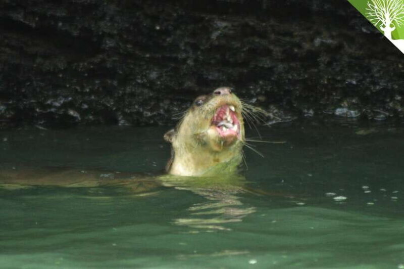 Langkawi: Kilim River Mangrove Safari Kayaking Tour - Key Points