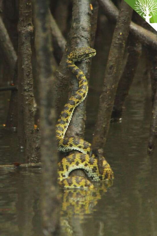 Langkawi: Kilim River Mangrove Safari Kayaking Tour - Final Thoughts: Who Will Love This?