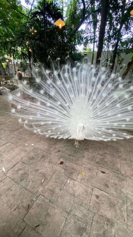 Langkawi Land-Tour (private) - 6 hour included Mangrovetour - Key Points